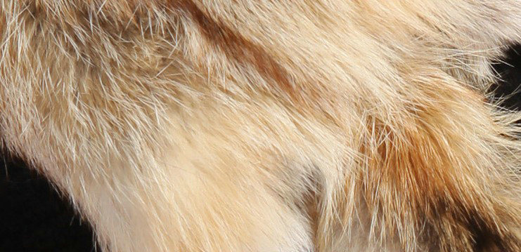Luxury fox fur scarf fashion Women Whole fox fur shawl winter warm tippet neck wrap - Yellow