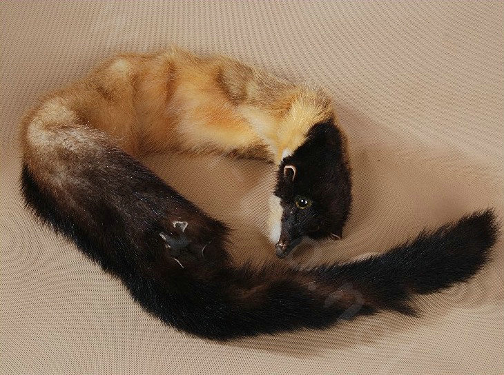 Mink fur scarf fashion Women Whole mink fur shawl winter warm tippet neck wrap - Yellow brown